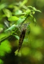 Bamboo Shrimp. Royalty Free Stock Photo