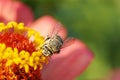 Close-up view from front of Caucasian fluffy gray bee Amegilla a Royalty Free Stock Photo