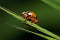 Close-up view from the front of the Caucasian yellow ladybird ha