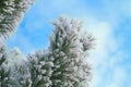 Close up view of frost ice covered green needle branch pine tree Royalty Free Stock Photo