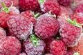 Close-up view on frozen fresh raspberries on a branch, food background. Selective focus