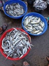 Close up view of the frsh fish in the Nagapattinam, Tamilnadu