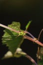 close up view of fruit buds of grape, flower bud sprouting on a grape vine Royalty Free Stock Photo