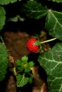 Fragaria vesca Royalty Free Stock Photo