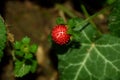 Fragaria vesca Royalty Free Stock Photo