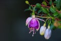 Close up view of Fuchsia flower