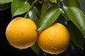 Close-up view of fully ripened oranges hanging from tree branch in sunny orchard setting