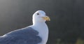 Close up view of Fulmer bird