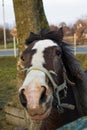 ÃÂ° close-up view of a funny  friendly horse`s face Royalty Free Stock Photo