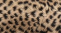 A close-up view of fur with a leopard-like pattern. The fur features a blend of tan and cream Royalty Free Stock Photo