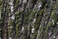 Bark surface of a an Acacia Auriculiformis Tree trunk with the Mosses, lichens