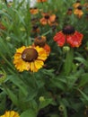 Close-up view of Gaillardia, blanket flower, with bright orange, red and yellow flowers after rain Royalty Free Stock Photo