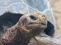 Close-up view of a Galapagos giant tortoise Royalty Free Stock Photo