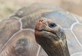 Close-up view of a Galapagos giant tortoise Royalty Free Stock Photo