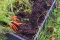 Close-up view of garden bed made from pallet collars filled with bountiful harvest of fresh vibrant carrots on crisp autumn day