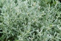 Close up view of a garden herb Santolina rosmarinifolia. Holy flax Royalty Free Stock Photo