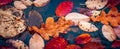 Close up view of a garden pond with autumn leaves concept photo. Colorful leaves under rain.
