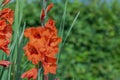 Close up view of garden with red gladiolus flowers on sunny summer day with blurred green bushes in background Royalty Free Stock Photo