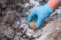 Close up view of gardeners hand in gloves planting potato tuber with growing points and young green sprouts on ground with ash as Royalty Free Stock Photo