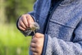 Curious child holds dandelion seed head Royalty Free Stock Photo