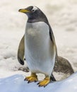 Close-up view of a Gentoo penguin