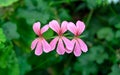 Close-up view of Geranium Sanguineum pink herbaceous springtime summer flower plant