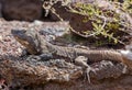 Close-up view of a Giant El Hierro Lizard