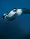 Close up view of giant manta ray fish. Big fish in ocean Royalty Free Stock Photo