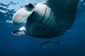 Close up view of giant manta ray fish. Big fish in ocean Royalty Free Stock Photo