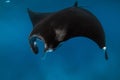 Close up view of giant manta ray fish. Big fish in transparent ocean Royalty Free Stock Photo