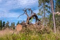 Close up view at giant roots of fallen spruce tree with blue sky as background, cut stub from front side Royalty Free Stock Photo