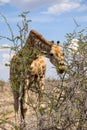 Close up view of a Giraffe bending down to eat Acacia tree leaves Royalty Free Stock Photo