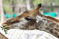 Close up View of the Giraffe Head Eating Grass Royalty Free Stock Photo