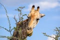 Close up view of a Giraffe`s head eating Acacia tree leaves Royalty Free Stock Photo