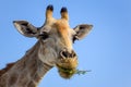 Close up view of a Giraffe`s head eating Acacia tree leaves Royalty Free Stock Photo