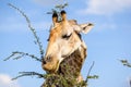 Close up view of a Giraffe`s head eating Acacia tree leaves