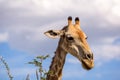 Close up view of a Giraffe`s head eating Acacia tree leaves Royalty Free Stock Photo