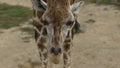 Close up view of a giraffe`s head in front. Scientific name: Giraffa camelopardalis