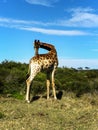 Giraffe stretching its neck