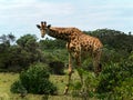 Giraffe stretching