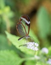 Close up view of a glasswing butterfly drinking nectar from a white flower