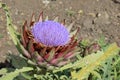 Close up view of the globe Artichoke Royalty Free Stock Photo