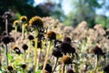 Close-up view of a Globe Thistle in the morning sun with a selective focus background Royalty Free Stock Photo