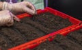 Close up view of gloved female hands planting young seedlings in box of soil in early spring.