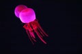 Close up view of glowing pink jellyfish jelly blubber Royalty Free Stock Photo