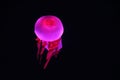 Close up view of glowing pink jellyfish jelly blubber Royalty Free Stock Photo