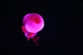 Close up view of glowing pink jellyfish jelly blubber Royalty Free Stock Photo