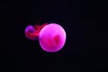 Close up view of glowing pink jellyfish jelly blubber Royalty Free Stock Photo