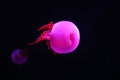 Close up view of glowing pink jellyfish jelly blubber Royalty Free Stock Photo