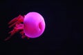 Close up view of glowing pink jellyfish jelly blubber Royalty Free Stock Photo